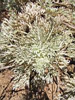 Absinthe - Artemisia absinthium (en Corse) (02) (Photo F. Mrugala)
